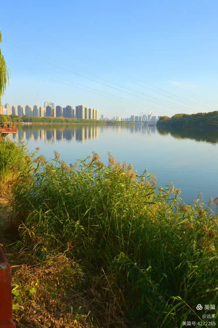 浑河秋景.9芦苇一摄于沈阳沈水湾公园